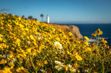 In spring, the coast of Rancho Palos Verdes bursts with yellow flowers along the Golden Cove Trail, creating a mesmerizing landscape where the ocean's tranquility meets the vibrant beauty of nature.