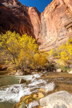 Güneşin doğuşu, Zion Ulusal Parkı 'ndaki Virgin Nehri üzerinde altın bir parıltı saçar. Etrafı görkemli uçurumlar ve kıyılar boyunca canlı düşen yapraklarla çevrilidir..