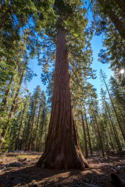 Ziyaretçiler, Yosemite Ulusal Parkı 'nın vahşi doğasının barışçıl güzelliğini yaşayan yüksek sekoya çiçekleri ile çevrili Mariposa Korusu' nda yürürler..