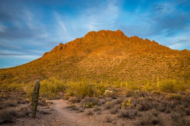 Tucson Dağ Parkı 'nda gün batımında altın saat, Saguaro Kaktüsü ve dağlık araziye sıcak bir ışık tutuyor..