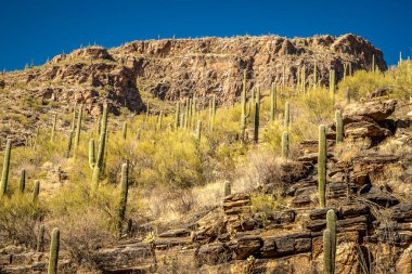 Muhteşem saguaro kaktüsü ve canlı çöl manzarası ile çevrili Catalina Foothills Ayı Kanyonu 'nda huzurlu bir yürüyüş yaşayın..
