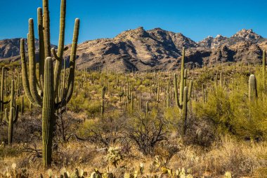 Arizona 'daki Ayı Kanyonu' nun nefes kesici güzelliğini keşfedin. Saguaro kaktüsü, berrak mavi gökyüzünün altındaki sakin çöl manzarasını noktalar..