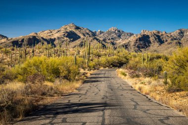 Arizona 'nın Sonoran Çölü' nde saguaro kaktüsleri ve çarpıcı dağ manzaralarıyla çevrili pitoresk bir yolda ilerleyin..