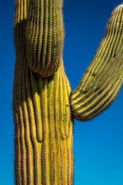 Bu ikonik Saguaro kaktüsü açık mavi gökyüzüne karşı dimdik duruyor, Arizona, Pima Bölgesi 'ndeki Sonoran Çölü' nün güzelliğini gözler önüne seriyor..