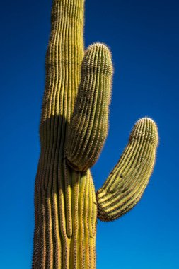 Görkemli bir Saguaro Kaktüsü, parlak mavi bir gökyüzünün altında Arizona 'nın Sonoran Çölü' nün güzelliğini ve ikonik manzarasını gözler önüne seriyor..