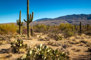 Tucson, Arizona 'daki Saguaro Ulusal Parkı' nın sakin güzelliğini yaşayın. İkonik kaktüslerin resimli Sonoran Çölü manzarasını noktaladığı yer..