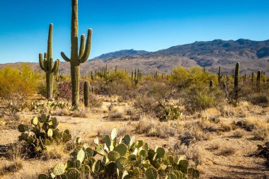 Saguaro Ulusal Parkı 'nın doğusundaki, açık mavi gökyüzü altında yüksek kaktüsleri ve çarpıcı çöl manzaralarını keşfedin..