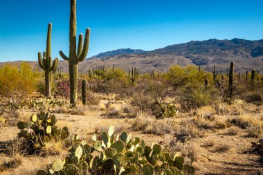 Doğudaki Saguaro Ulusal Parkı 'nın eşsiz manzarasını keşfedin. Işıl ışıl mavi gökyüzü altındaki ikonik kaktüsüyle. Açık hava maceraları için mükemmel..