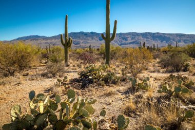 Doğu Saguaro Ulusal Parkı 'nın nefes kesici manzarasını keşfedin. Tucson yakınlarındaki Sonoran Çölü' nün sakin ortasındaki ikonik kaktüslerle birlikte..