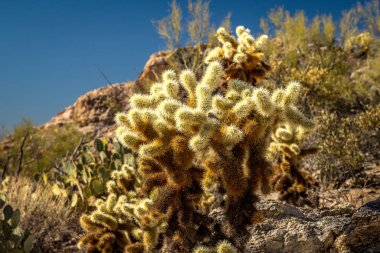 Canlı Ayı Cholla kaktüsü Saguaro Ulusal Parkı 'nın doğusunda berrak mavi gökyüzünün altında huzur dolu bir çöl manzarası sunuyor..