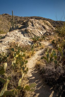 Explore the winding trails surrounded by cacti in the Saguaro National Park East, a peaceful desert destination near Tucson, Arizona. clipart