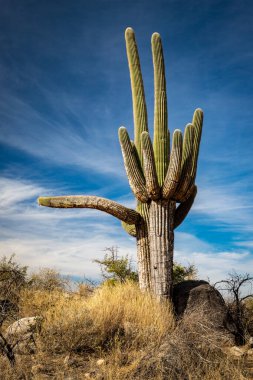 Arizona 'daki Alamo Kanyonu' nun güzelliğini keşfedin. Uçsuz bucaksız mavi gökyüzünün altında yükselen bir Saguaro kaktüsü. Açık hava maceraları için mükemmel..