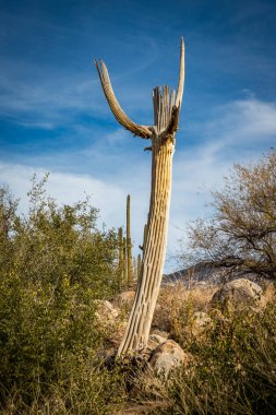 A majestic saguaro cactus stands tall amidst the rugged landscape of Catalina State Park, showcasing the beauty of Arizona's wilderness. clipart