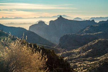 Saguaro kaktüsleri Sonoran Çölü 'nde berrak mavi gökyüzüne karşı güneş ışınlarını güzel bir doğa gösterisiyle yakalıyorlar..