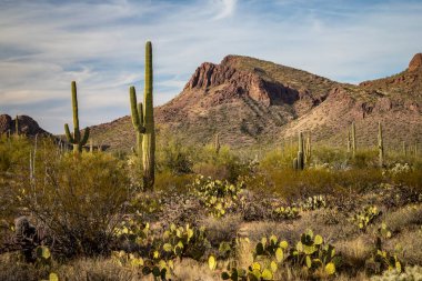 Batı Saguaro Ulusal Parkı 'nın dingin güzelliğini keşfedin, yüksek kaktüsler ve görkemli dağ manzaraları, yürüyüş maceraları için mükemmel..