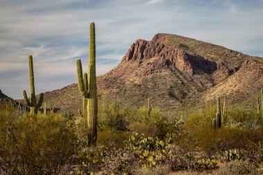 Saguaro Ulusal Parkı 'nın çarpıcı çöl manzarasını keşfedin. Görkemli dağlar ve ikonik kaktüsler bu huzurlu yürüyüş yerini belirler..