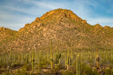 Tucson 'daki Saguaro Ulusal Parkı' nın nefes kesen manzarasını keşfedin. Gün batımında yüksek kaktüsler ve çarpıcı dağ zirveleri..