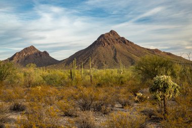 Saguaro Ulusal Parkı 'nın manzaralı güzelliğini keşfedin. Dağlar, kaktüsler ve huzurlu çöl manzaraları yürüyüş için ideal..