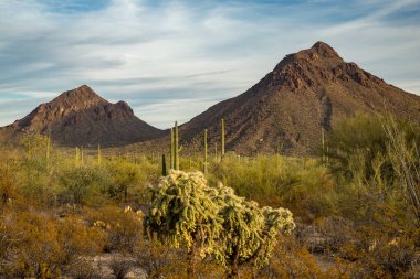 Saguaro Ulusal Parkı 'nın muhteşem manzarasını ikonik kaktüsü, görkemli dağları ve güzel çöl doğasıyla keşfedin..