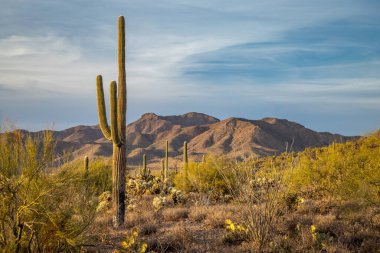 Canlı Saguaro kaktüsü, sakin Sonoran Çölü 'nde altın saat boyunca dağlık araziye karşı yükselir ve doğanın güzelliğini gözler önüne serer..