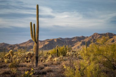 Güneş batarken Tucson Dağ Parkı 'nın sakin güzelliği Pima County' deki çarpıcı bulutlara karşı ikonik kaktüsünü aydınlatıyor..