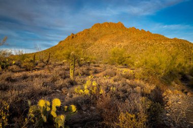 Tucson Dağ Parkı 'nda gün batımında altın saat, Saguaro Kaktüsü ve dağlık araziye sıcak bir ışık tutuyor..