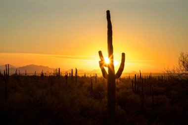Siluetli kaktüsler, canlı bir günbatımına karşı dimdik dururlar. Sonoran Çölü 'nün güzelliğini vurgularlar..