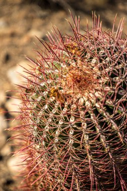 McDowell Sonoran Konservesi 'ndeki canlı bir kaktüse yakından bakın. Sıcak Arizona güneşi altında çarpıcı dikenlerini sergiliyor..