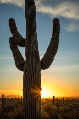 At dusk, a Saguaro cactus silhouette contrasts with a stunning sunset at Picacho Peak State Park in the Sonoran Desert. clipart