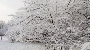 Parkın ilk kış karları, ağaçlar ve çalılar taze karla kaplı.