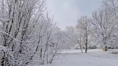 Aralık ayında taze sabah karı, ağaçlar ve çalılar taze bir kış karıyla kaplandı.