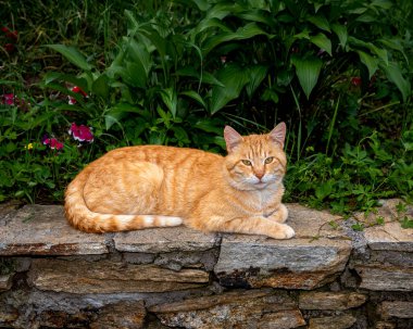 Ginger cat resting in front of the camera, close-up photo of ginger kitten