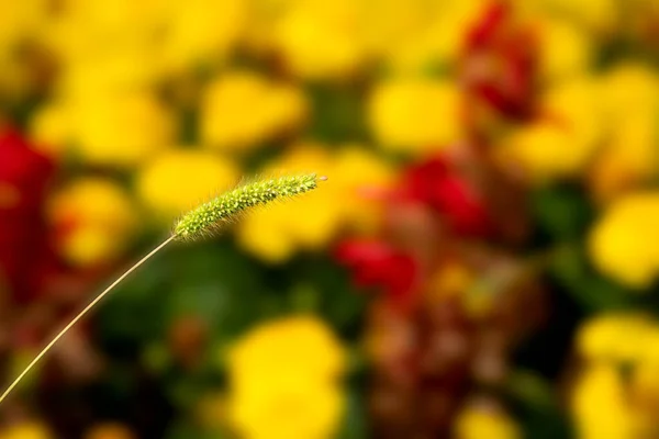 Letni Pączek Kwiatowy Żywym Rozmytym Tle Szczegółowe Zdjęcie Wiosennego Pączka — Zdjęcie stockowe