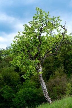 Ormanın önündeki yalnız ağaç, Slovenya Alplerindeki yeşil orman ve ağaç