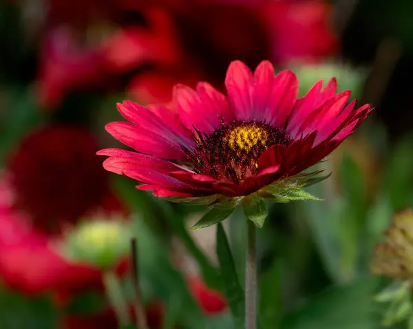 Szczegółowe Zdjęcie Tętniącego Życiem Czerwonego Kwiatu Zdjęcie Kwiatu Bliska — Zdjęcie stockowe