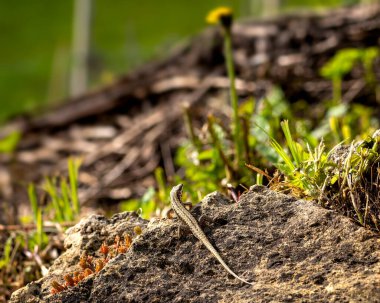 Kertenkele kahverengi bir Avrupa kertenkelesinin üzerinde oturuyor.