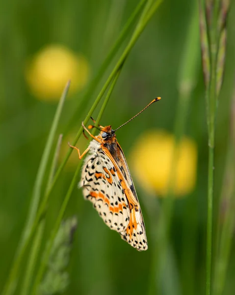Brauner Schmetterling Landete Auf Einem Grasstrich Nahaufnahme Eines Schmetterlings Auf — Stockfoto