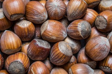 Fındık tepeciğine yakın çekim, fındık ağacının meyvesi, Corylus avellana