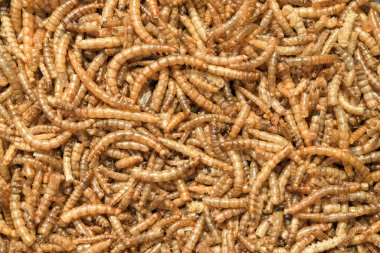 Kurutulmuş kurtçuklar. Böceğin larvaları (Tenebrio molitor) sürüngenler, balıklar ve kuşlar için yem olarak kullanılır ve insanlar için de yenebilir.