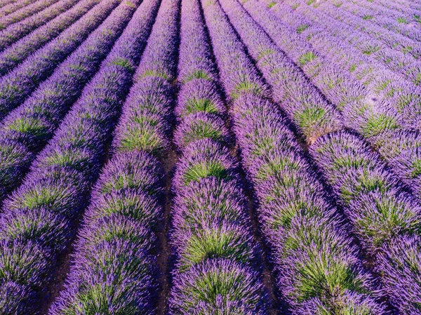 Pole Řadami Kvetoucí Levandule Provence Francii Letecký Pohled — Stock fotografie
