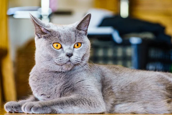 Gray British Shorthair Cat Resting Home — Stock Photo, Image
