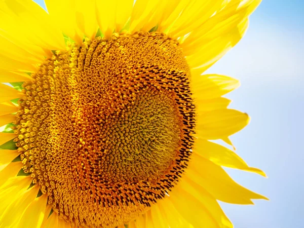 Nahaufnahme Der Blühenden Gelben Sonnenblume Vor Blauem Himmel — Stockfoto