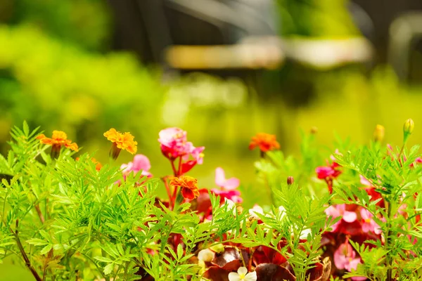 Blumen Blühen Garten — Stockfoto
