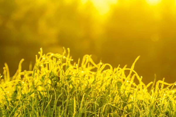 Трава Мокрая Росы Лугу Против Солнечного Света Утренний Характер — стоковое фото
