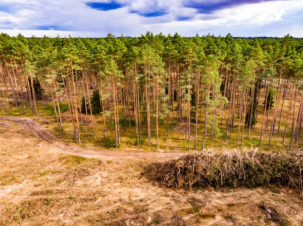 Vista Aérea Floresta Verde Com Área Desmatamento Parque Nacional Tuchola — Fotografia de Stock