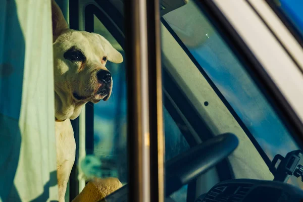 Cão Carro Campista Olhando Painel Janela Forjado Motorhome Viajando Com — Fotografia de Stock