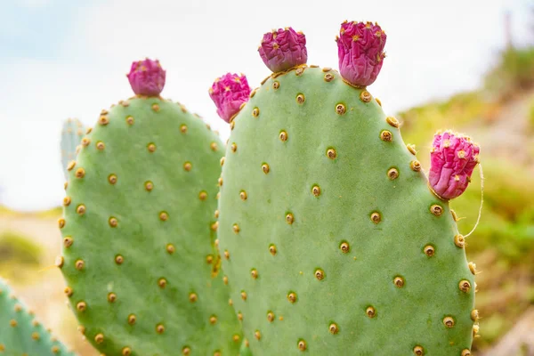 Piante Cactus Con Fiori Rosa Succulente All Aperto Sulla Costa — Foto Stock