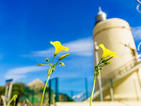 プンタ アルカイデサ スペインの春の黄色の花とカルボネラ灯台 ジブラルタル海峡を見下ろすランタン 植物を中心に — ストック写真