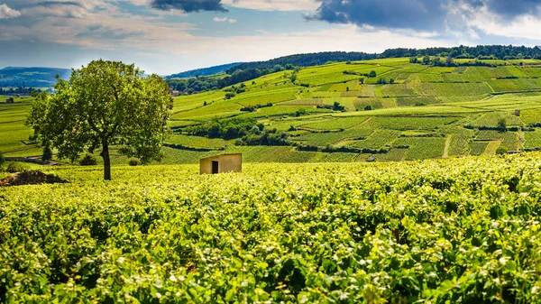 Paisagem Vinícola Verde Região Vinícola Pommard Bourgogne Franche Comte Leste — Fotografia de Stock