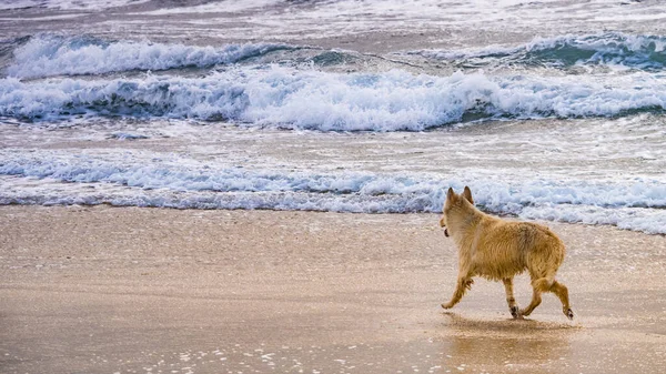 Islak Köpek Deniz Dalgalarında Oynuyor Sahilde Dışarıda Eğleniyor Hayvanlar Hayvanlar — Stok fotoğraf